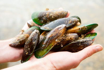 Why We Choose Green-Lipped Mussel Powder for Your Dog's Joint Health