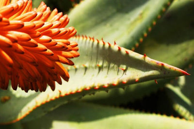 The Natural Solution for Your Dog's Itchy Skin: Why Aloe Ferox Outperforms Aloe Vera