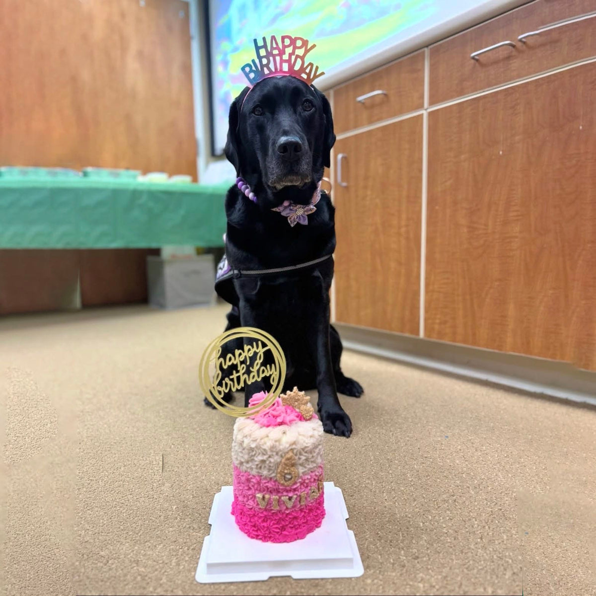 Colt's Woof Classic Pupcake for dogs (image 6 of 7)