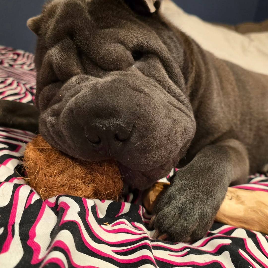 Colt's Woof Coconut Rope Ball for dogs (image 3 of 3)