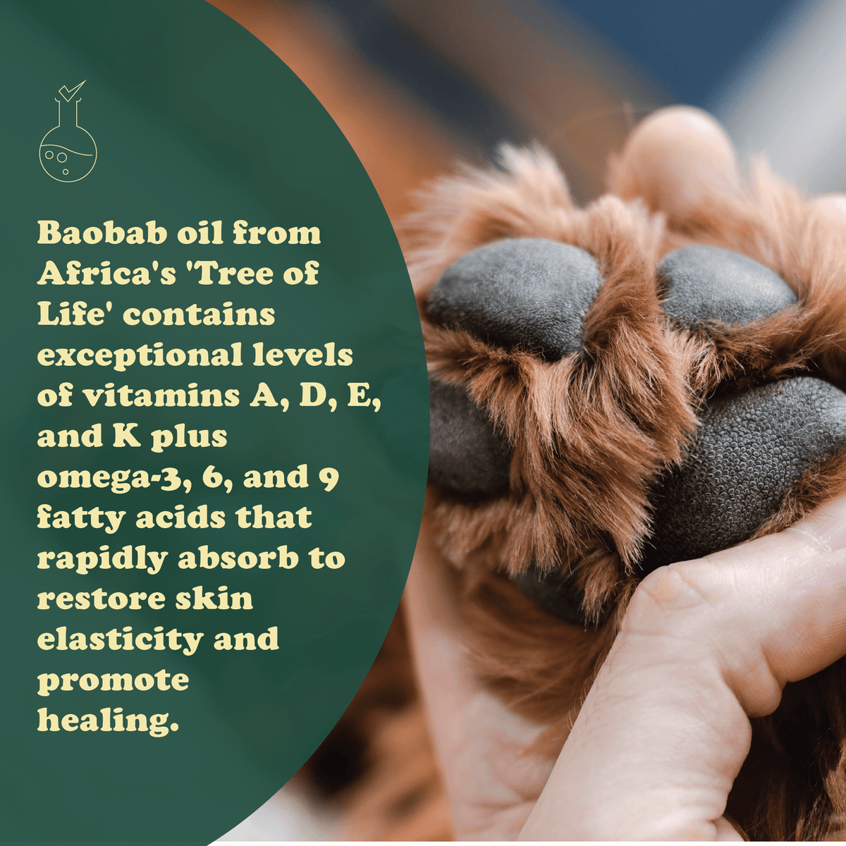 Colt's Woof Baobab & Honeybush Hydrating Paw & Nose Balm – Dog balm baobab honeybush hydrating paw nose balm (image 7 of 7)
