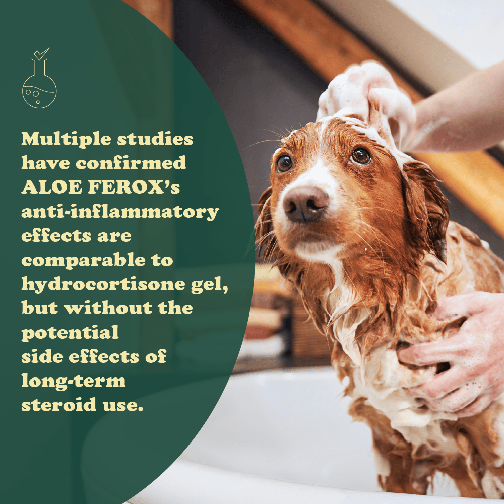 Colt's Woof Aloe Ferox Soothe & Relief Shampoo – Dog shampoo aloe ferox soothe relief shampoo (image 7 of 10)
