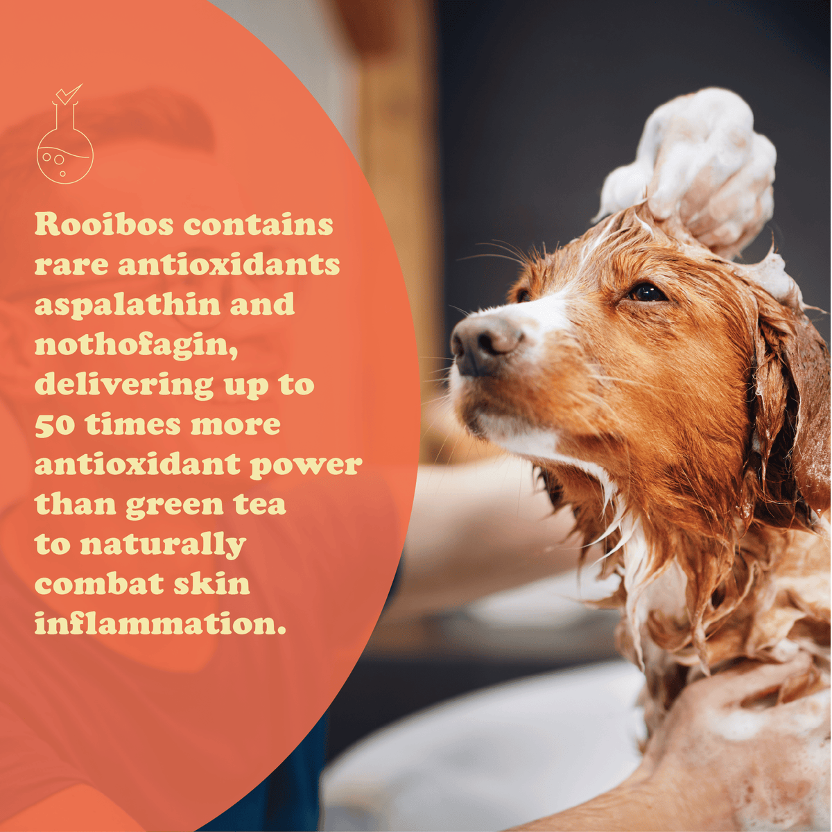 Colt's Woof Marula & Rooibos Sensitive Skin Shampoo – Dog shampoo marula rooibos sensitive skin shampoo (image 8 of 8)
