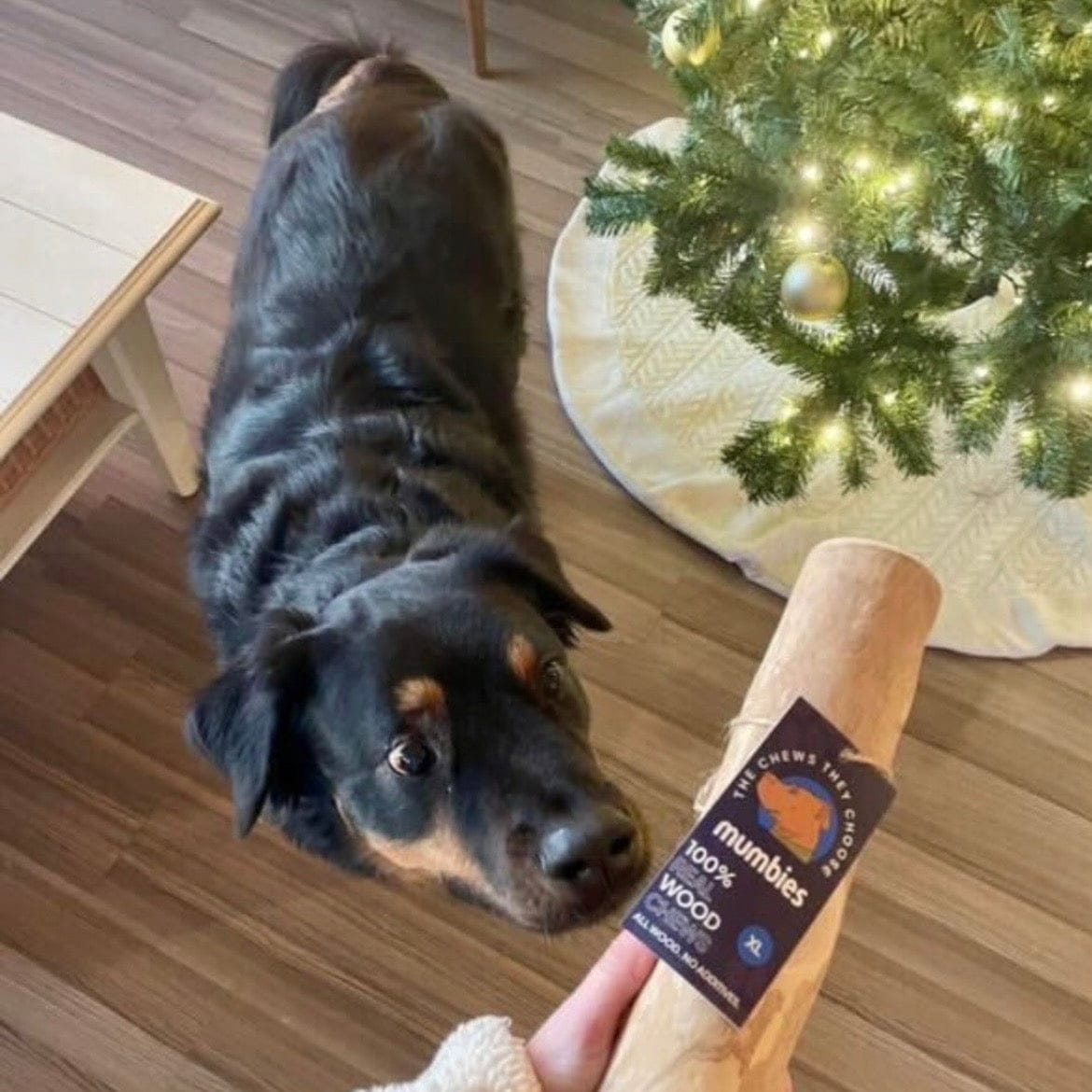 Colt's Woof Coffeewood Chew – Extra large coffeewood chew for dogs (image 7 of 7)