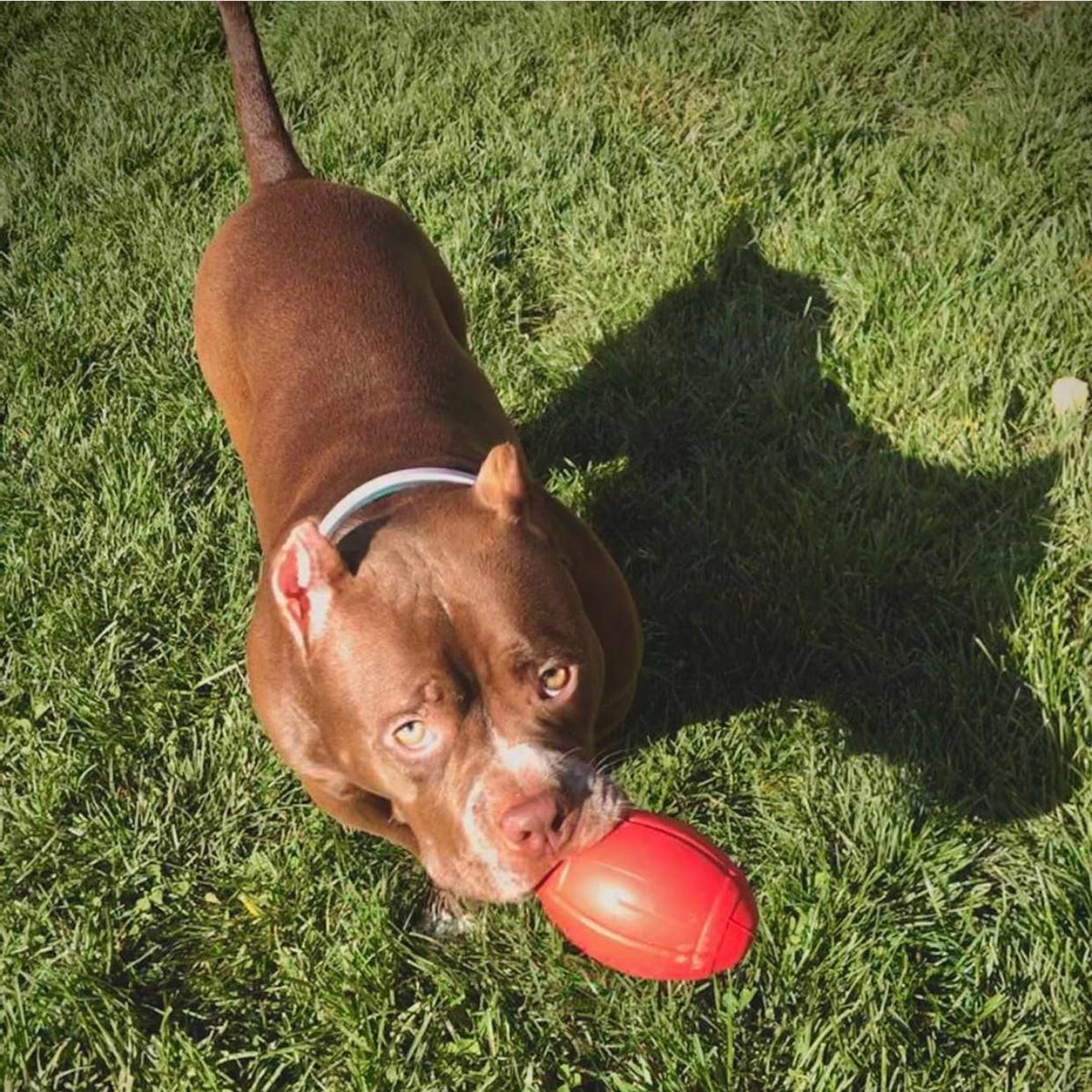 Colt's Woof Football Dog Chew Toy and Treat Dispenser (image 3 of 5)
