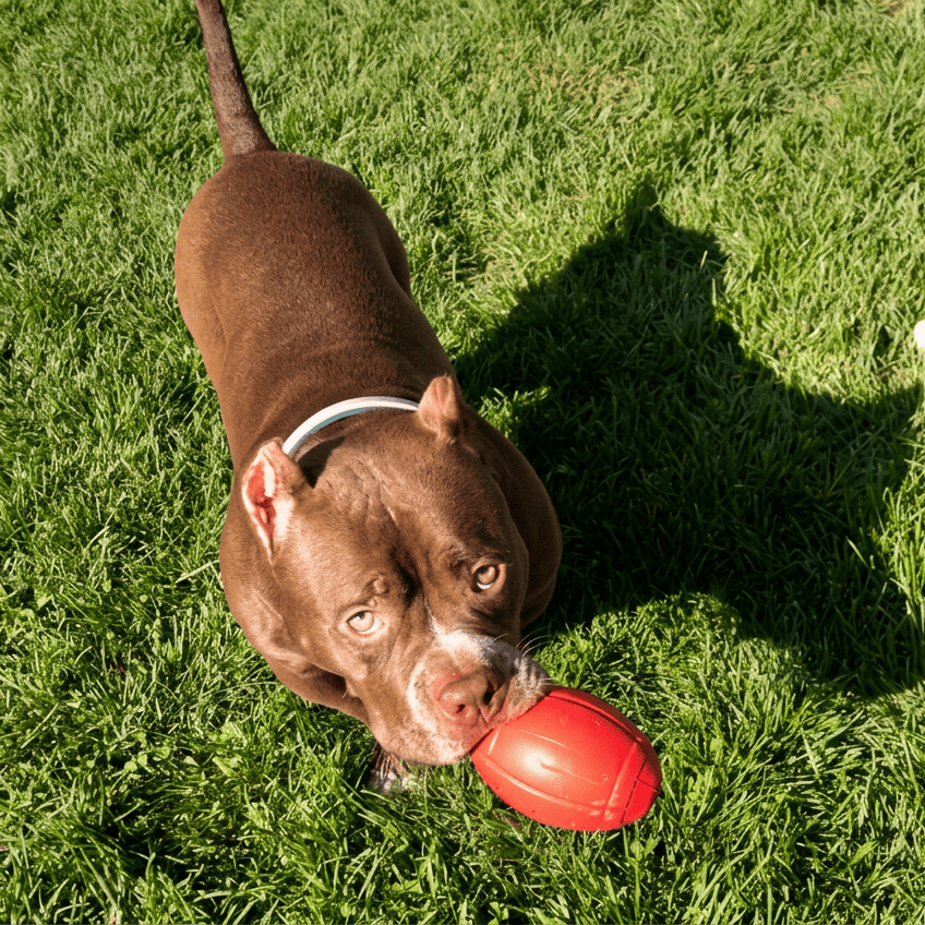 Football Dog Chew Toy and Treat Dispenser