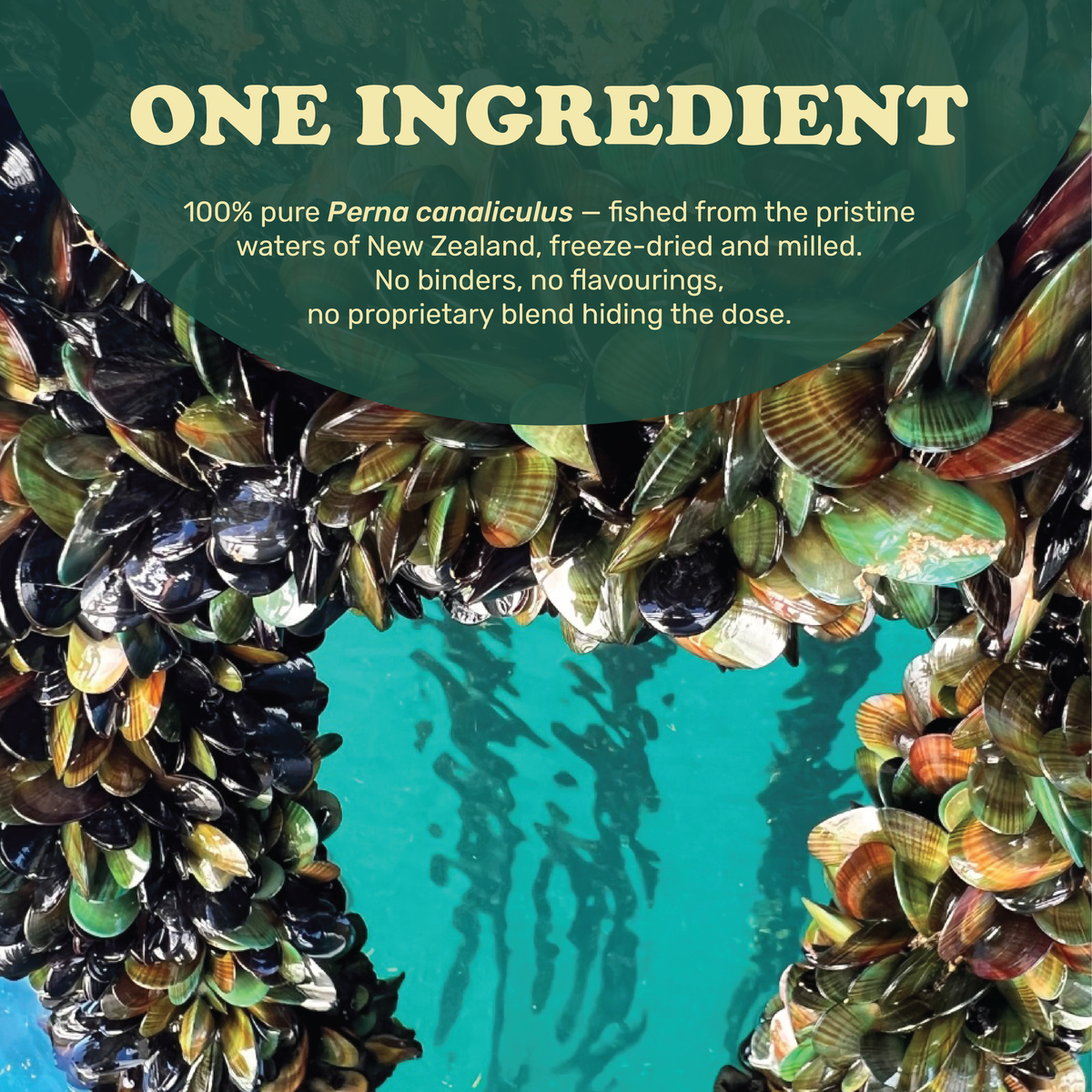 Colt's Woof Greenshell™ Mussel Powder for Senior Dogs for Mobility & Joint Comfort – Greenshell mussel powder for senior dogs for mobility joint co...
