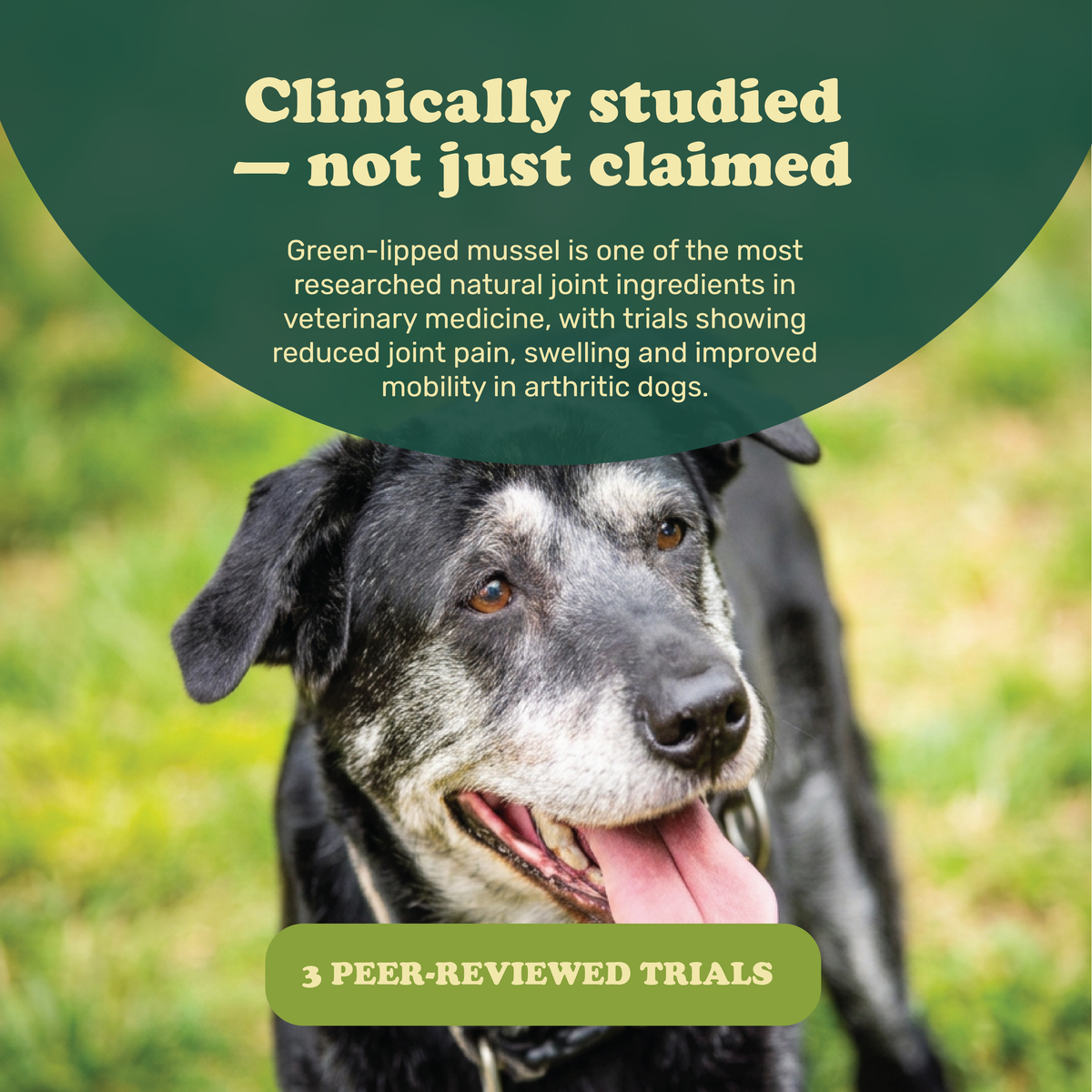Colt's Woof Greenshell™ Mussel Powder for Senior Dogs for Mobility & Joint Comfort – Greenshell mussel powder for senior dogs for mobility joint co...
