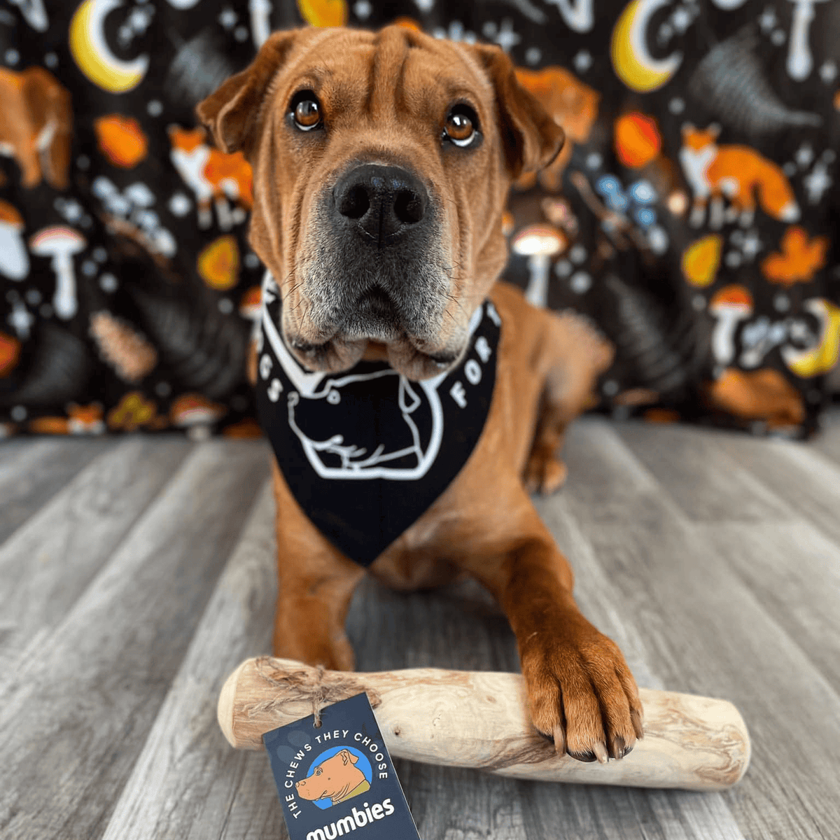 Colt's Woof Coffeewood Chew – Large coffeewood chew for dogs (image 4 of 7)