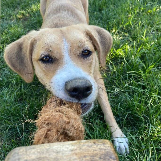Colt's Woof Coconut Rope & Coffee Wood Chew – Medium coconut rope coffee wood chew for dogs (image 2 of 3)