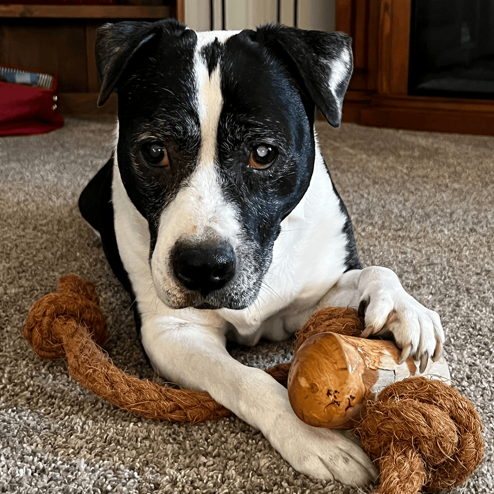 Colt's Woof Coconut Rope & Coffee Wood Chew – Medium coconut rope coffee wood chew for dogs (image 3 of 3)