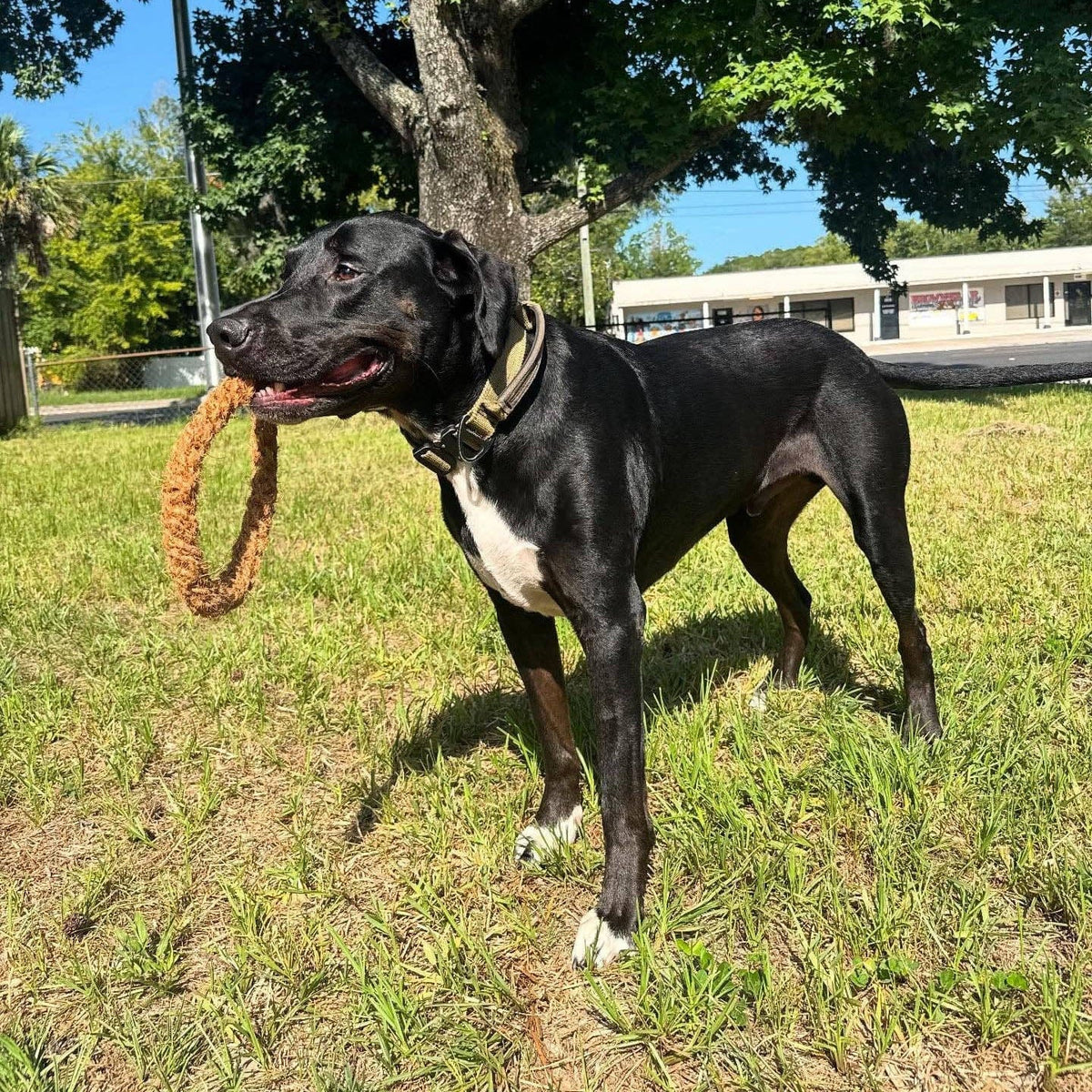 Colt's Woof Coconut Rope Ring – Medium coconut rope ring for dogs (image 4 of 8)