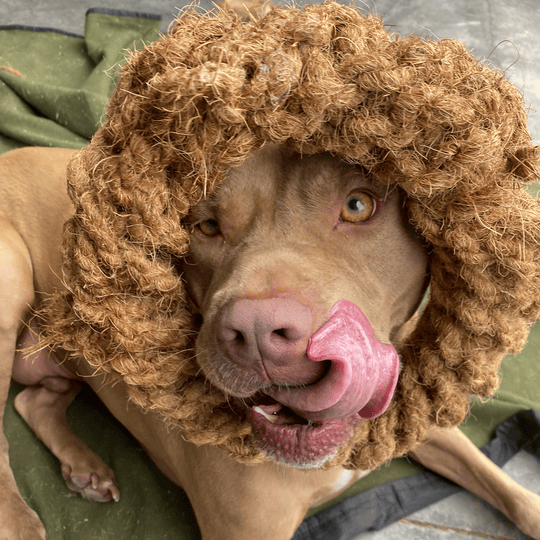 Colt's Woof Coconut Rope Ring – Medium coconut rope ring for dogs (image 3 of 8)