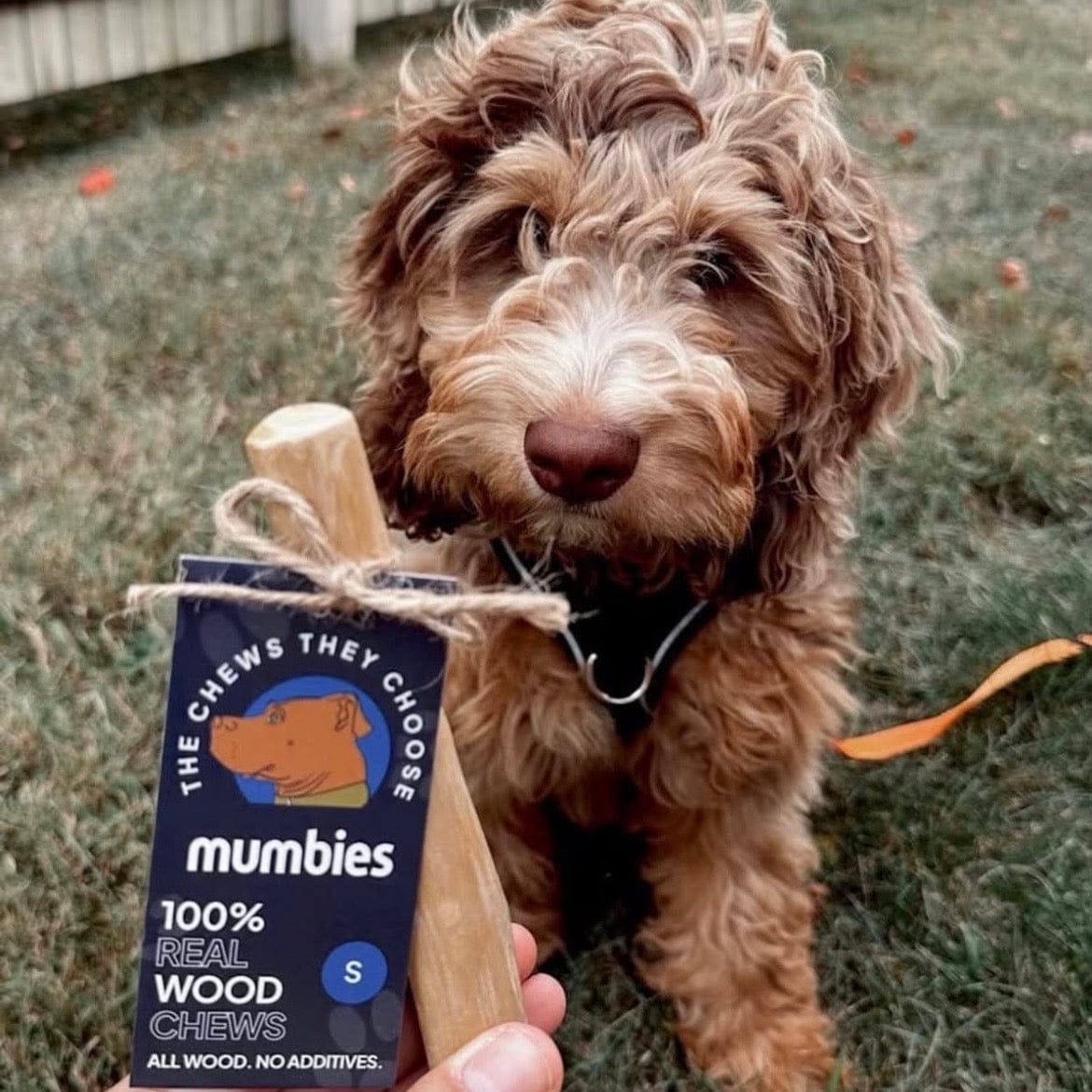 Colt's Woof Coffeewood Chew – Small coffeewood chew for dogs (image 6 of 7)