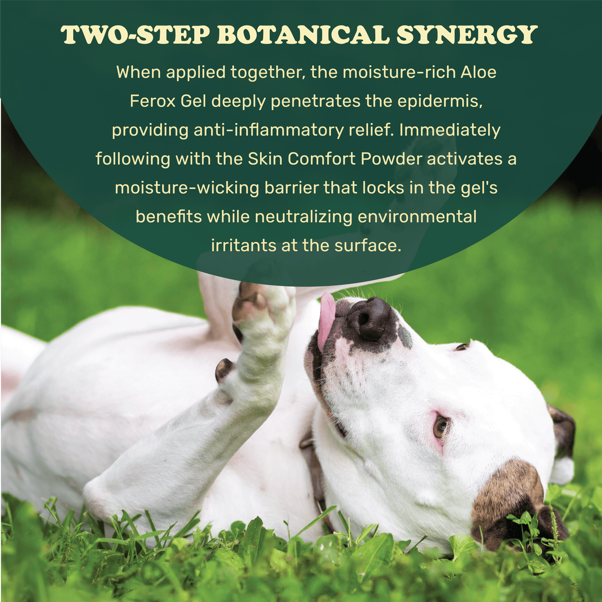 Colt's Woof Targeted Skin Soothing Duo for Itch, Yeast and Irritated Skin – Targeted skin soothing duo for itch yeast and irritated skin for dogs (...