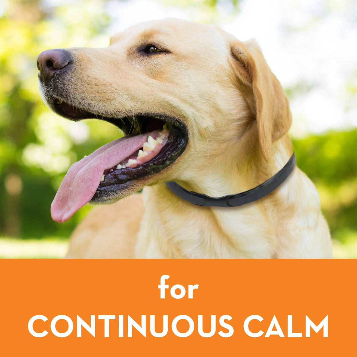 Colt's Woof ThunderEase Dog Calming Collar (image 6 of 7)