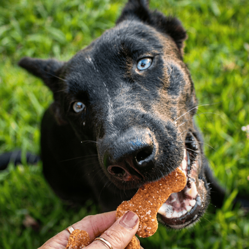 War Eagle Woofies BBQ Dog Treats
